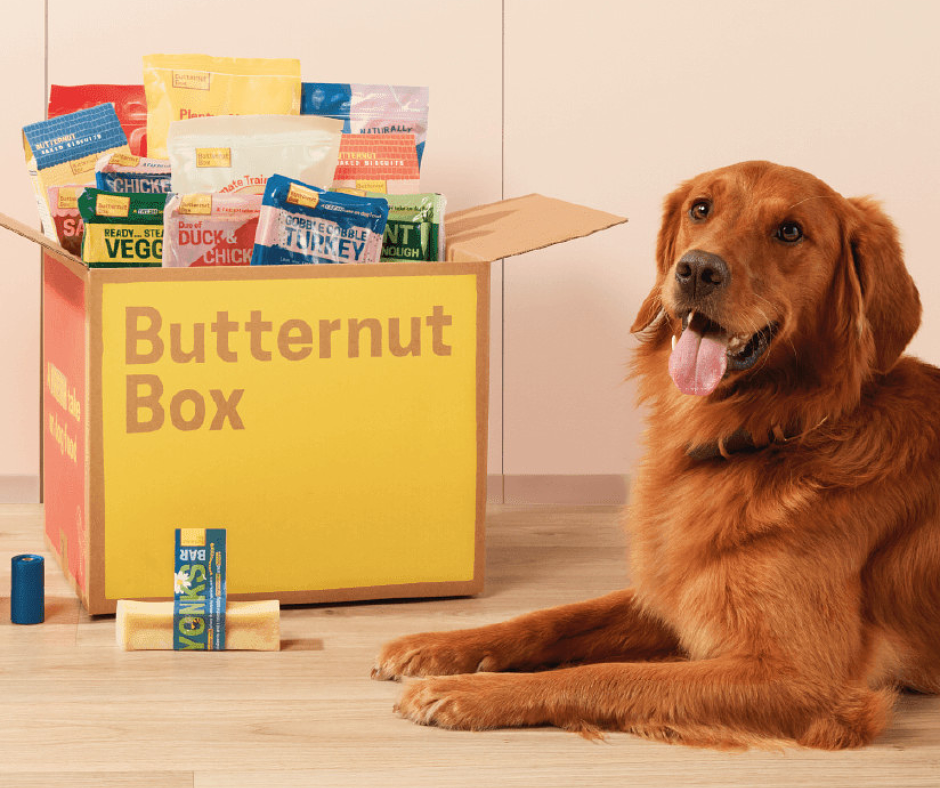BUTTERNUT BOX “butternut box fresh dog food” “butternut box home-cooked dog food London” “butter nut box healthy dog food uk” “butter nut box healthy dog food delivery” “butter nut box healthy dog food at summer food festival” “butter nut box healthy dog food at savour food festival London” “Colorful food stalls at London summer food festival