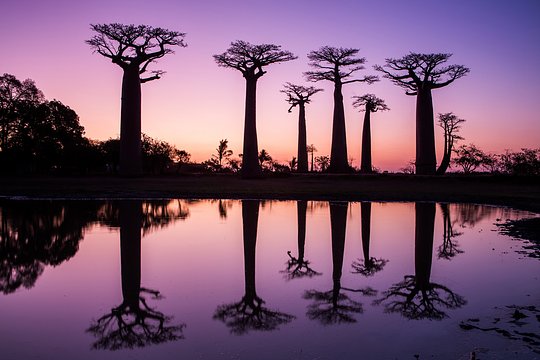 Witness a breathtaking sunset at Baobab Avenue