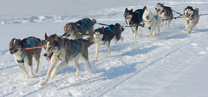 The Transylvania Husky Experience