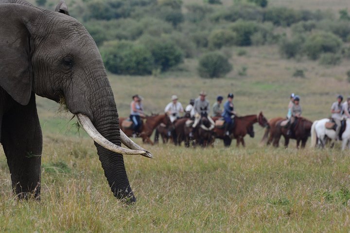 27Elephantviewingmin