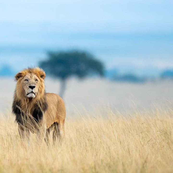 KenyaMasaiMaraGameReserve