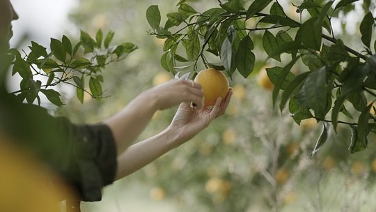 Visit an organic citrus farm and pick the oranges