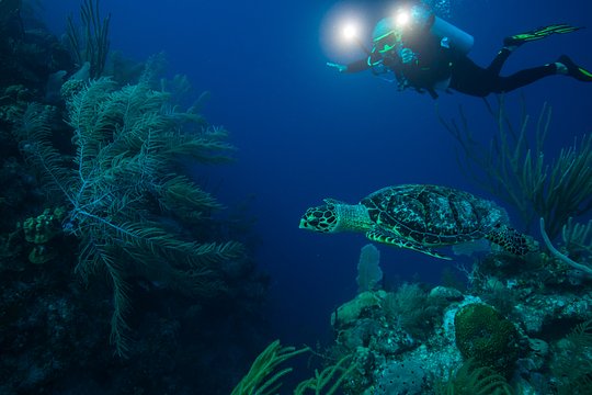 Scuba Dive Work Away