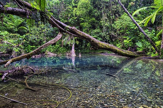 Cruise the Daintree River 