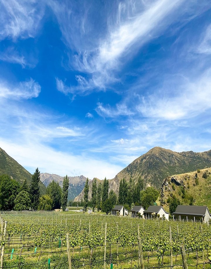 kinrossvineyard