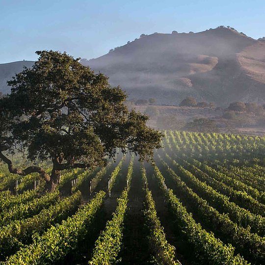 Santa Barbara Wineries