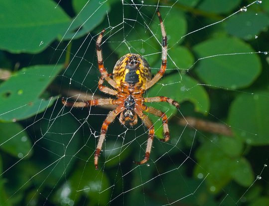 ARE YOU SCARED OF BUGS AND SPIDERS?