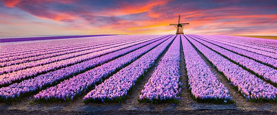 Tulip Time in Holland!