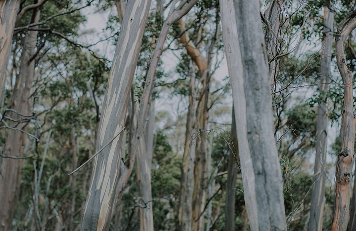 branches
