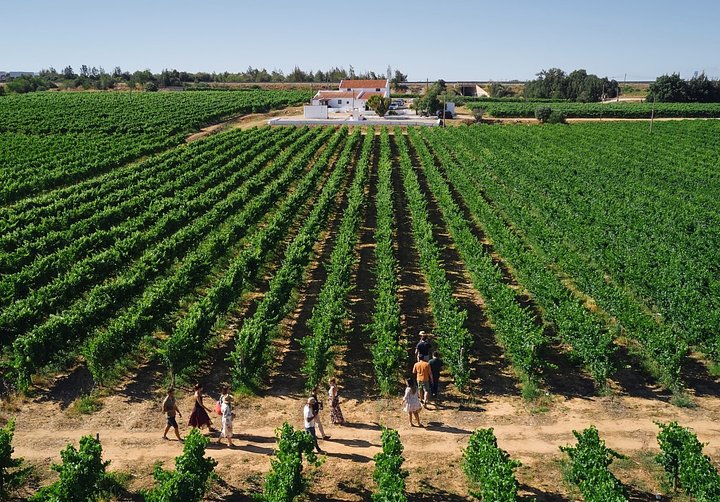 Vineyard