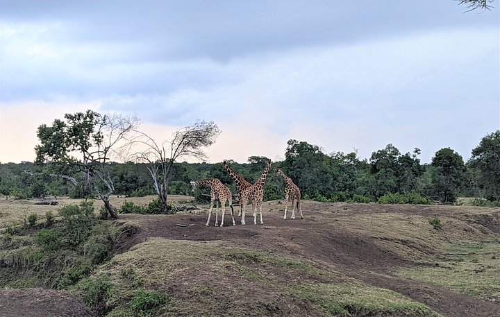 giraffecrop