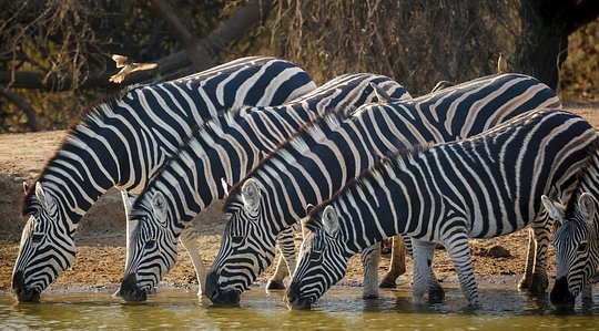 Track wildlife in Botswana’s untamed wilderness
