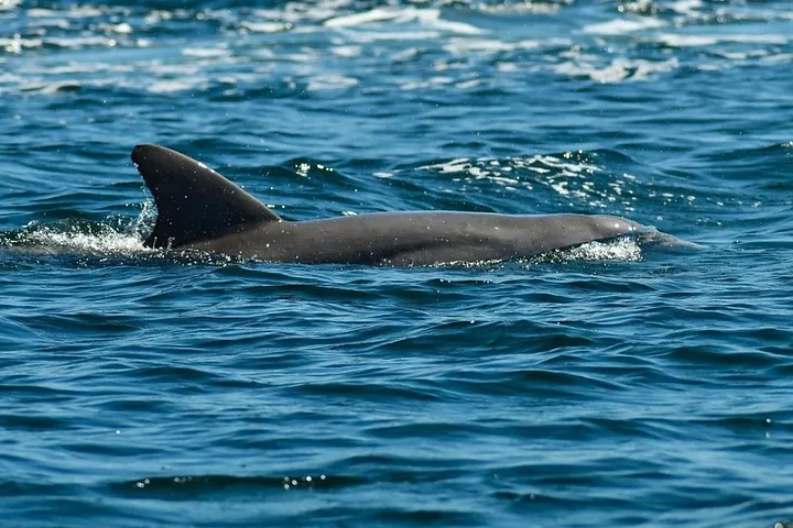 bahiadelosdelfinesbocasdeltoro1