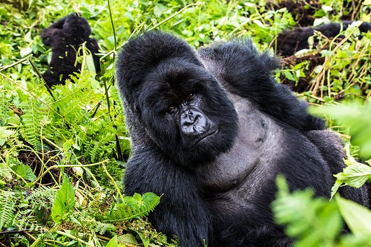 Experience the wonder of mountain gorillas up close 