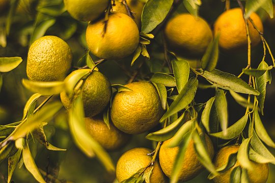 Winter Rituals of the inland Algarve