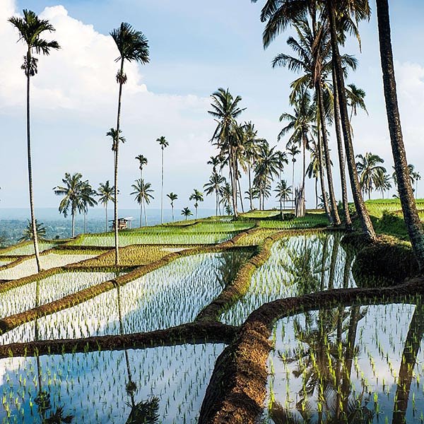 ubud rice terraces_signature landscape of bali indonesia