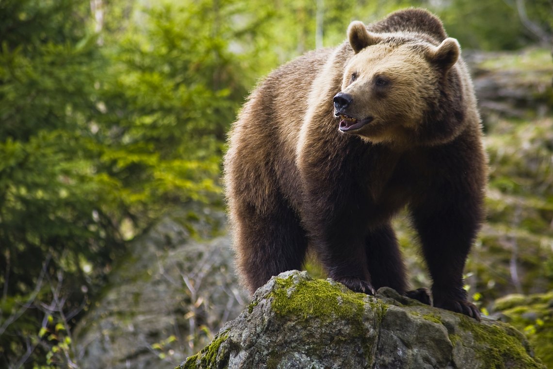 BrownBear
