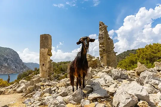 BOZBURUN - SELIMIYE