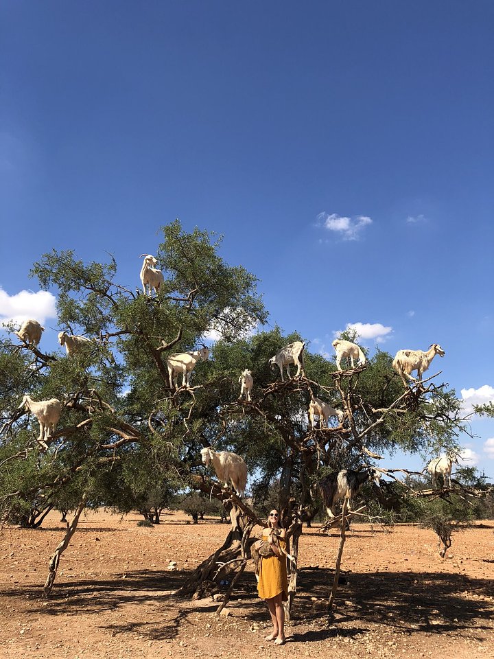 GoatTreesEssaouira