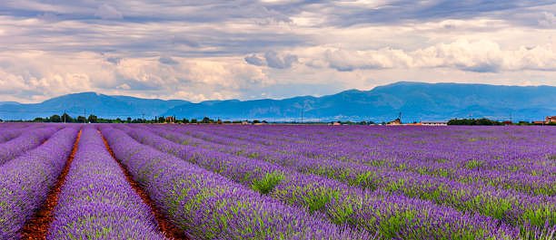 Join us in July as the Lavender is in full bloom for a personal transformation.