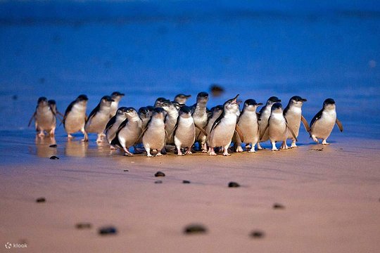 Witness the enchanting penguin parade at Phillip Island