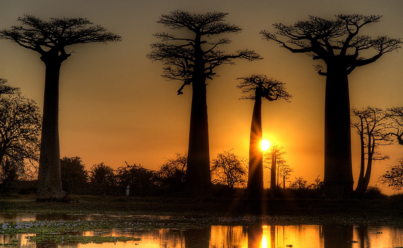 The Wildlife of the Serengeti  