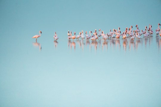 Appreciate the beauty of masses of flamingos at the Walvis Bay Lagoon.