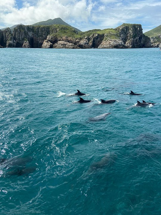 Dolphin Spotting