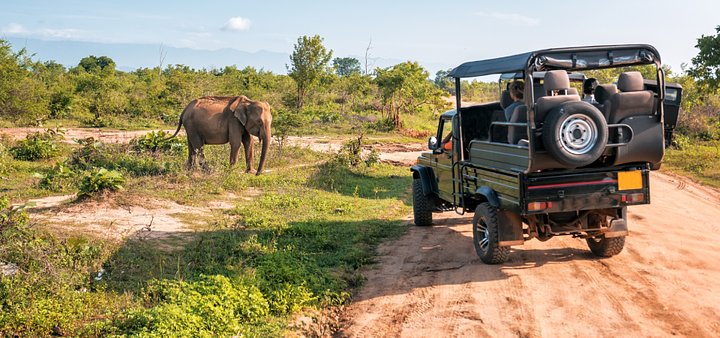 Western Cape Safari Experience