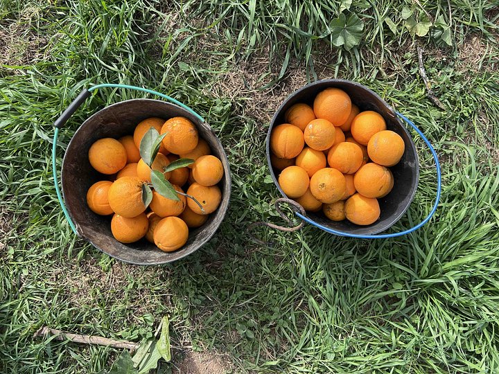 orangepicking