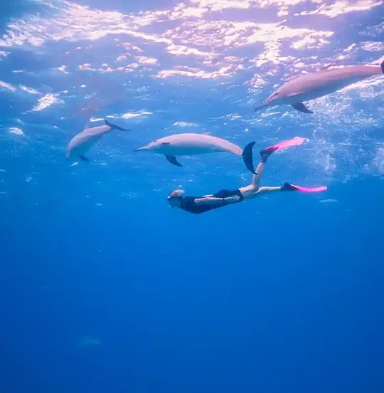 Swimming with Dolphins