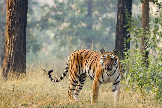 3 Night Tiger Safari,