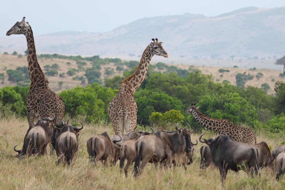 The Ngorongoro Safari, 3 Days
