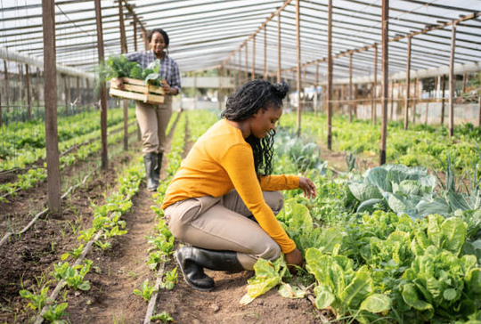 Ujamaa - Cooperative Economicss