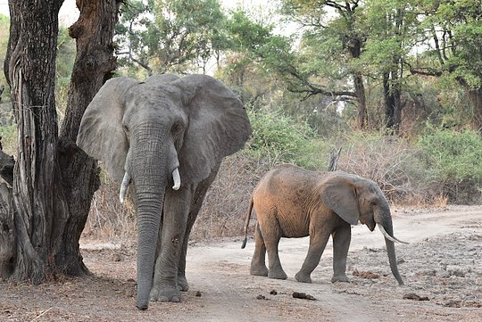 5-Day Trip Extension to South Luangwa - Private Room