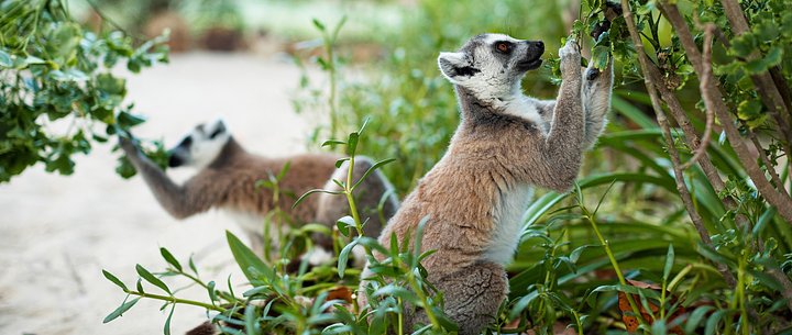 neckerlemurs