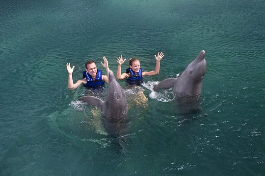 Swim with Dolphins