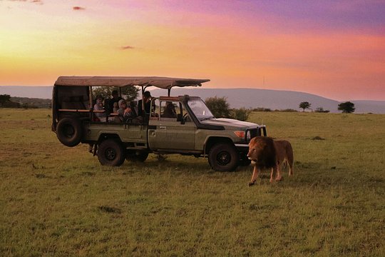 Join expert guides on thrilling game drives and bush walks
