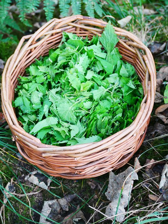 Spring Foraging Course - Derbyshire