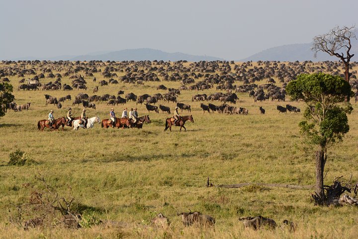 5Wildebeestmigration1min