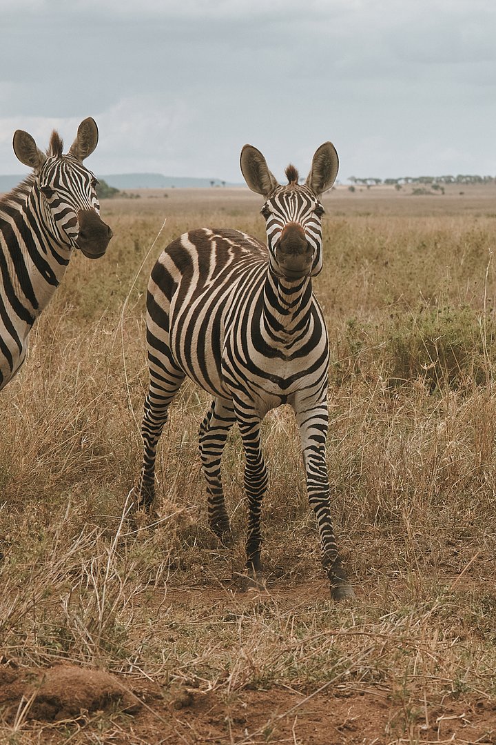 HR_TANZANIA_ZAHIJOURNEYS_2024_939