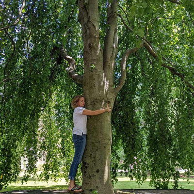 tamitreehug