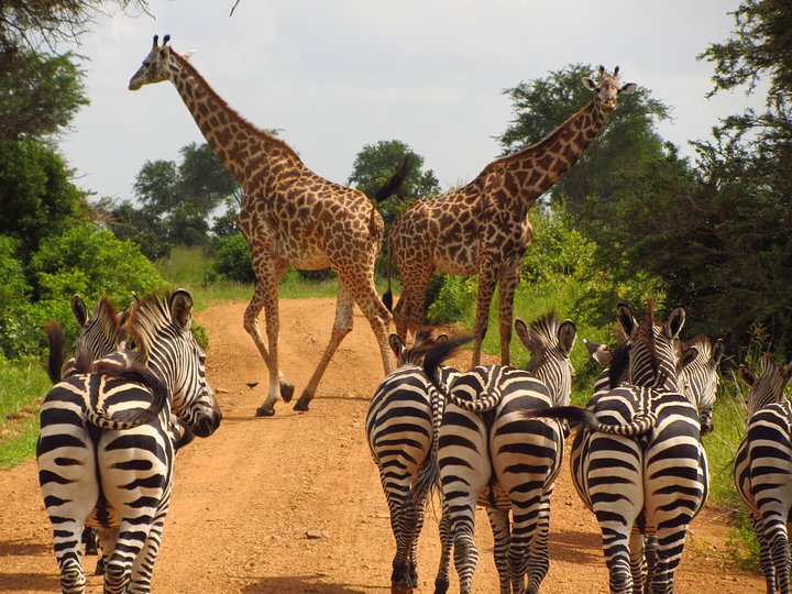mikuminationalparksafari1scaled