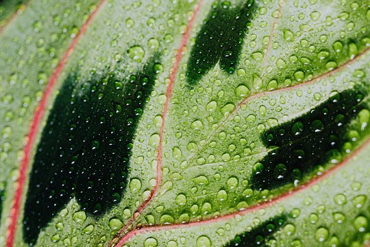 SPACES THAT REGULATE , Urban & Space Planning, Architecture & Botanical Science