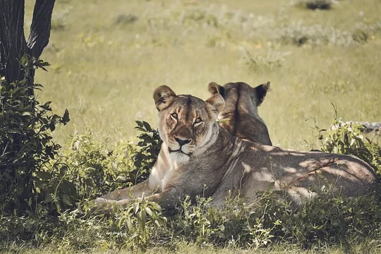 Discover elephants, black rhinos, lions, giraffes, antelopes and zebras in the Etosha Pan Reserve
