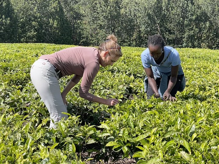 tealeaves