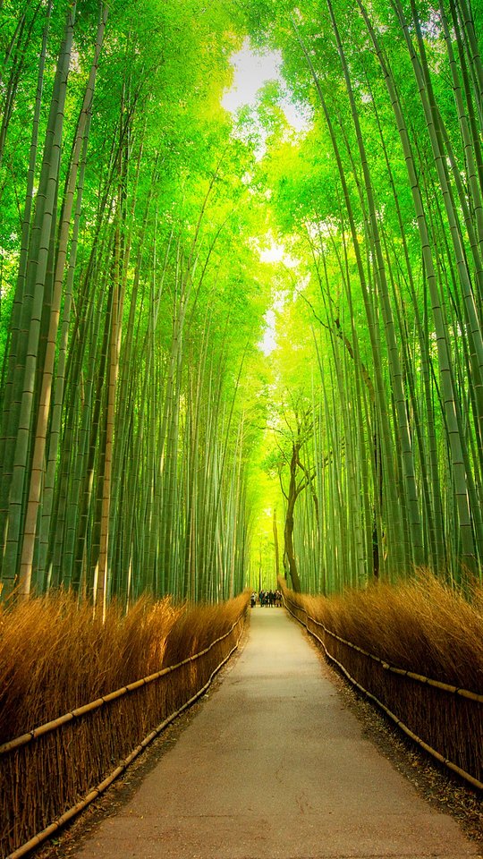Bamboo Forest