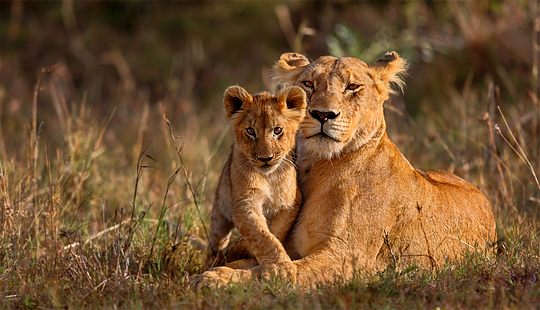 Born Free Kenya