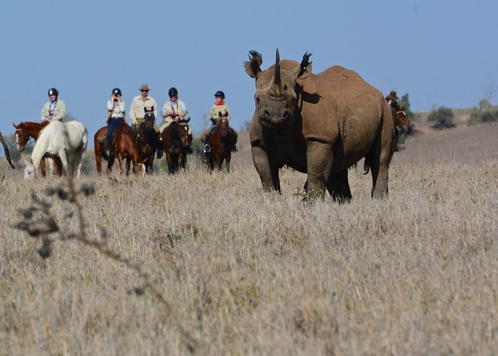 20ViewingBlackRhinomin