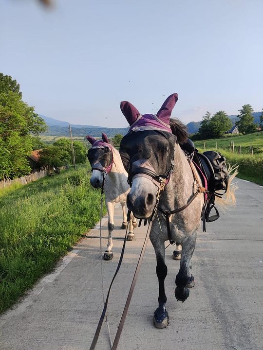 Donate and support the development horseback riding local business